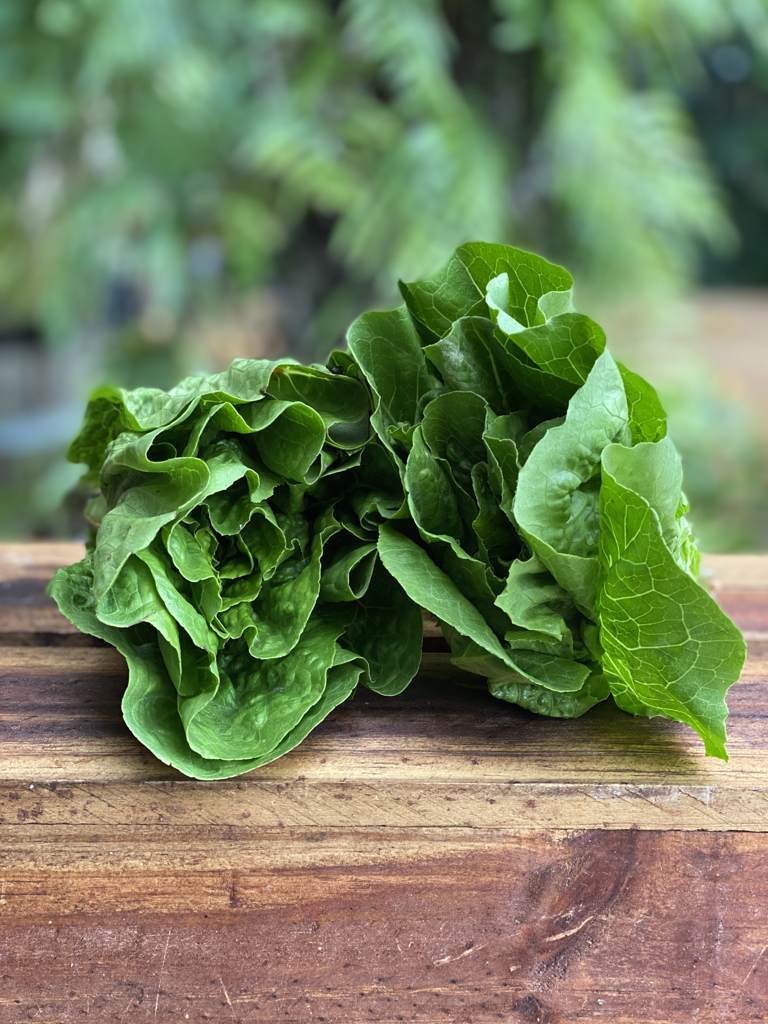 Lettuce Mini Cos (each)