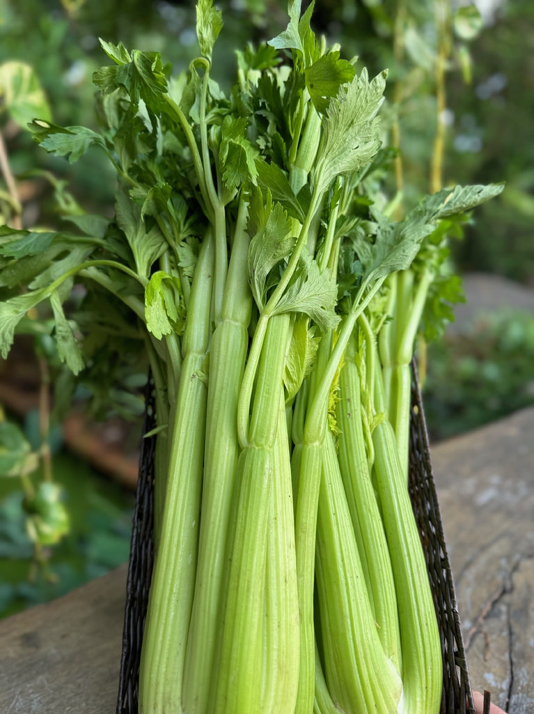 Celery Each