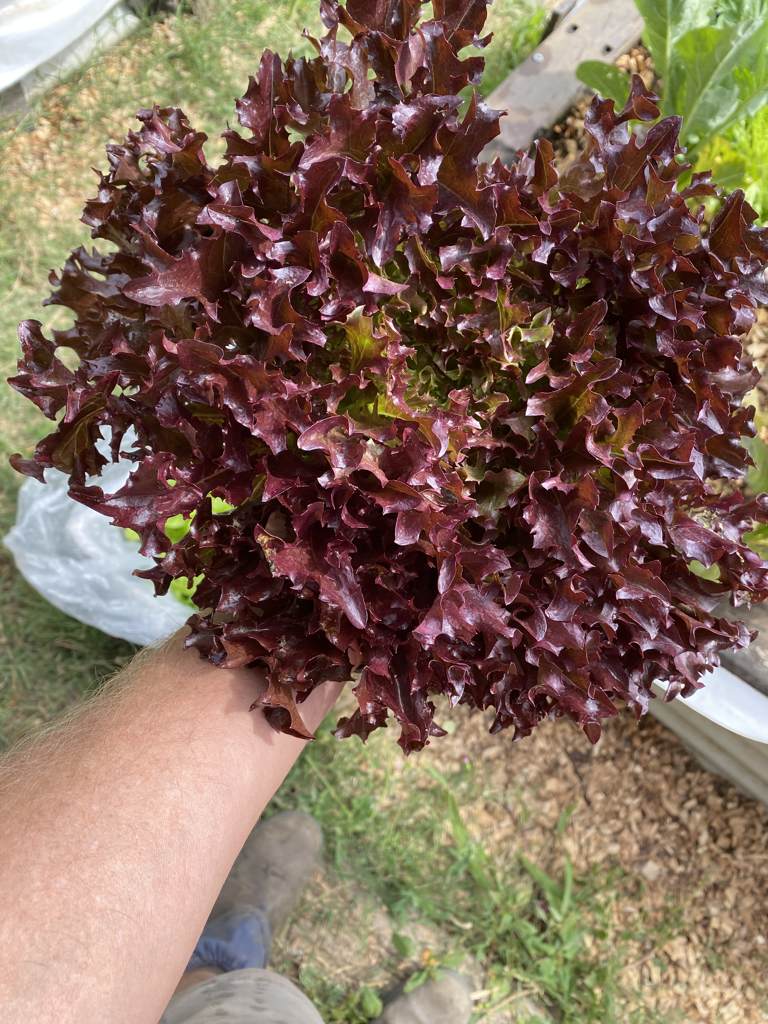 Lettuce Local 