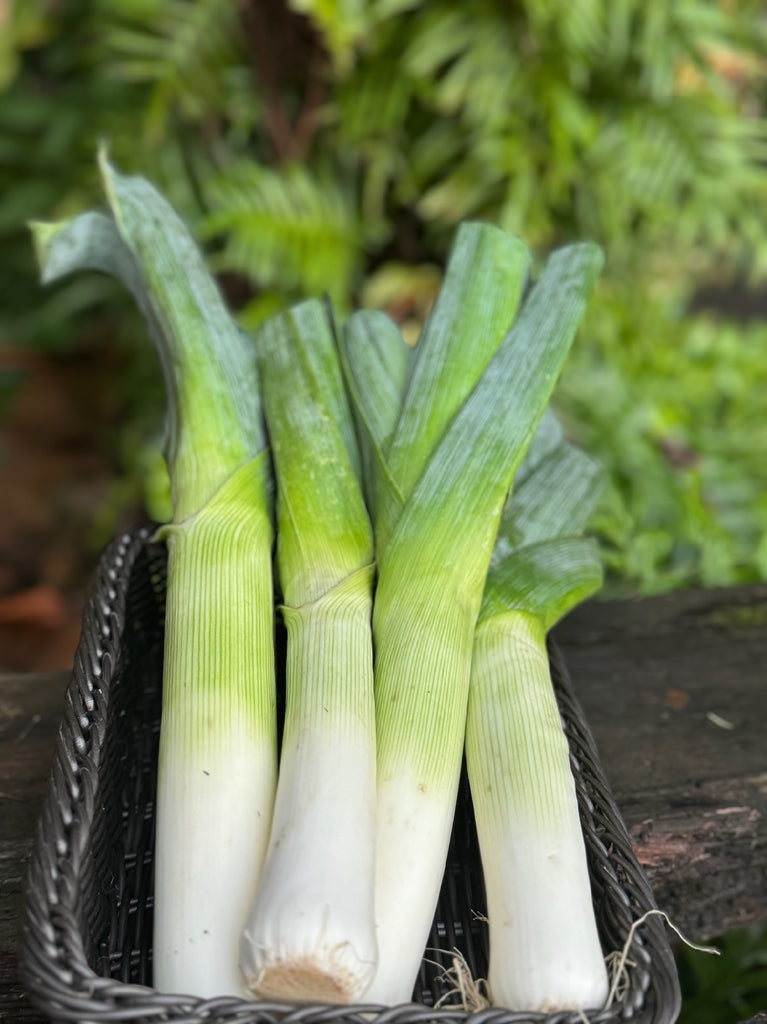 Leek Cert. (single)