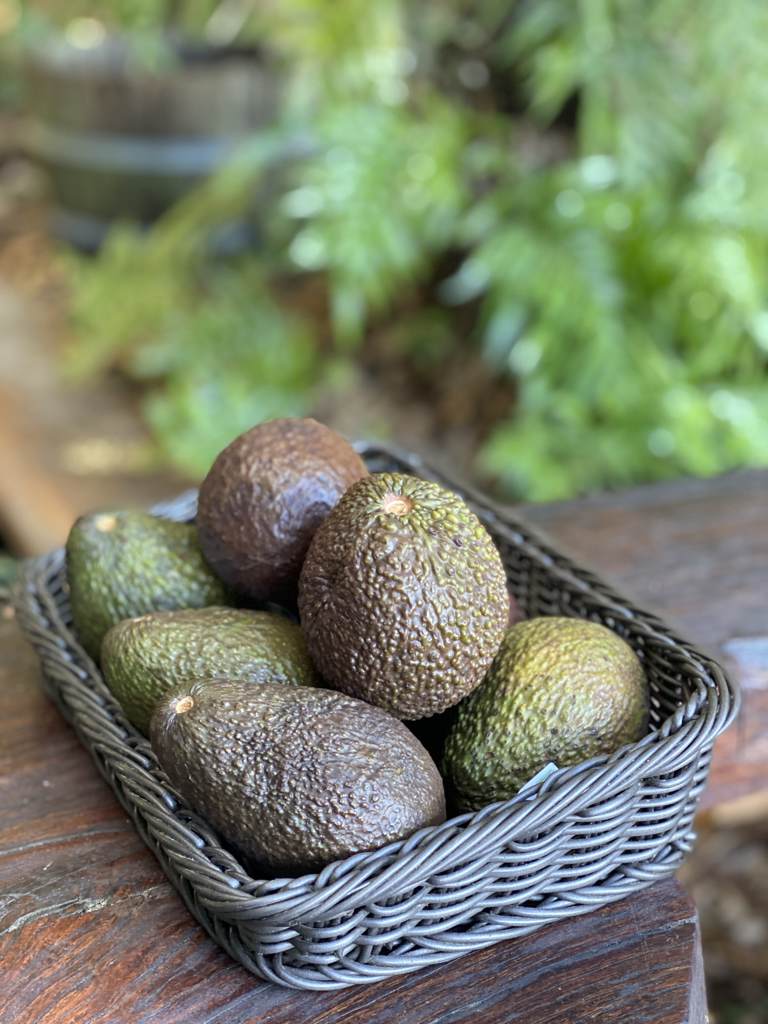 Avocado Hass