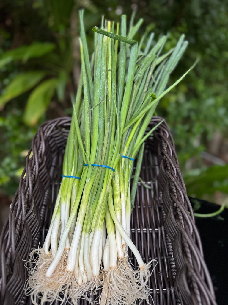 Shallots