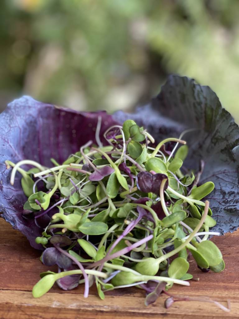 Microgreen Mixed Harvest 100g