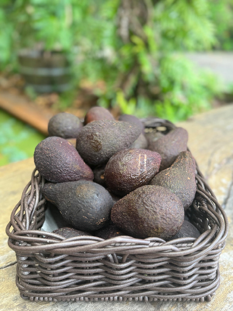 Avocado Medium Each