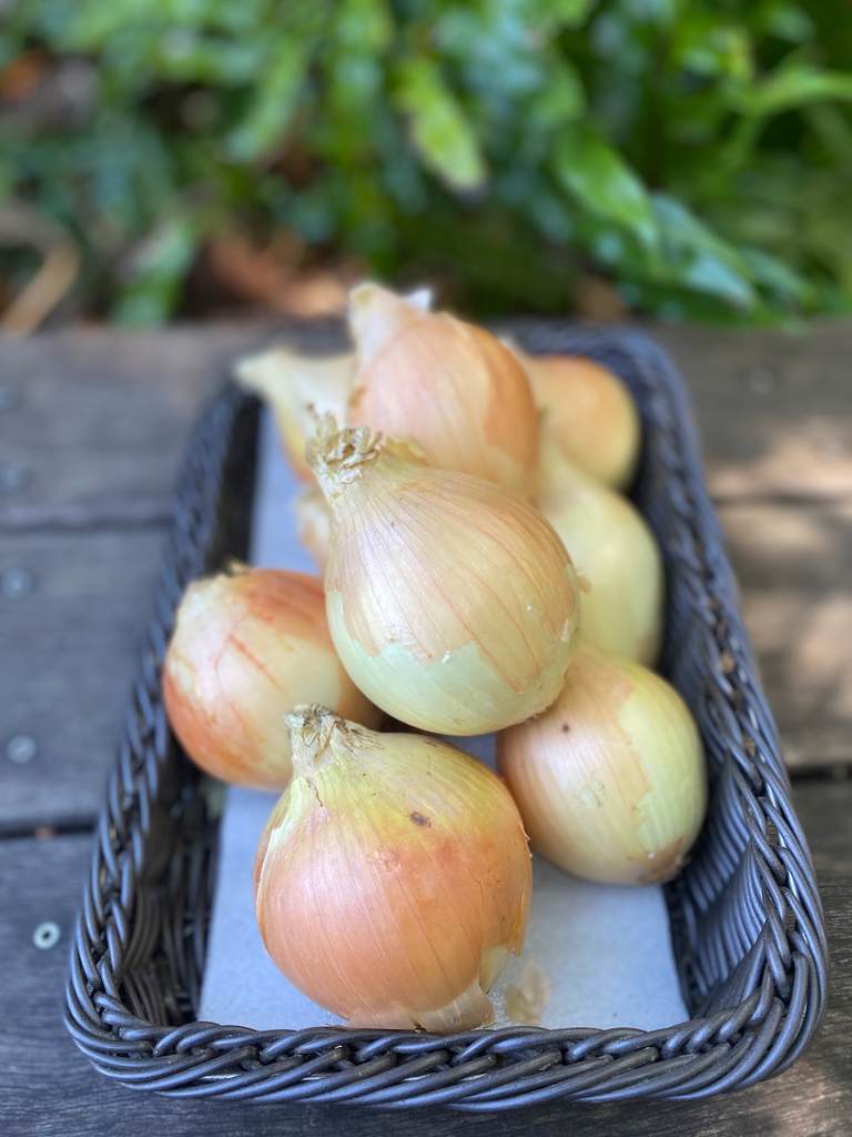 Onions Brown 500g