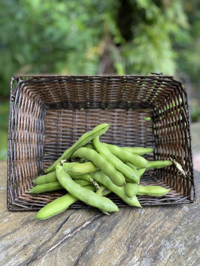 Beans Broad Cert. 200g