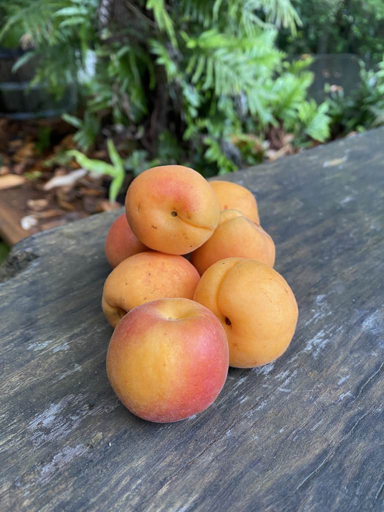 Apricots Cert. 250g