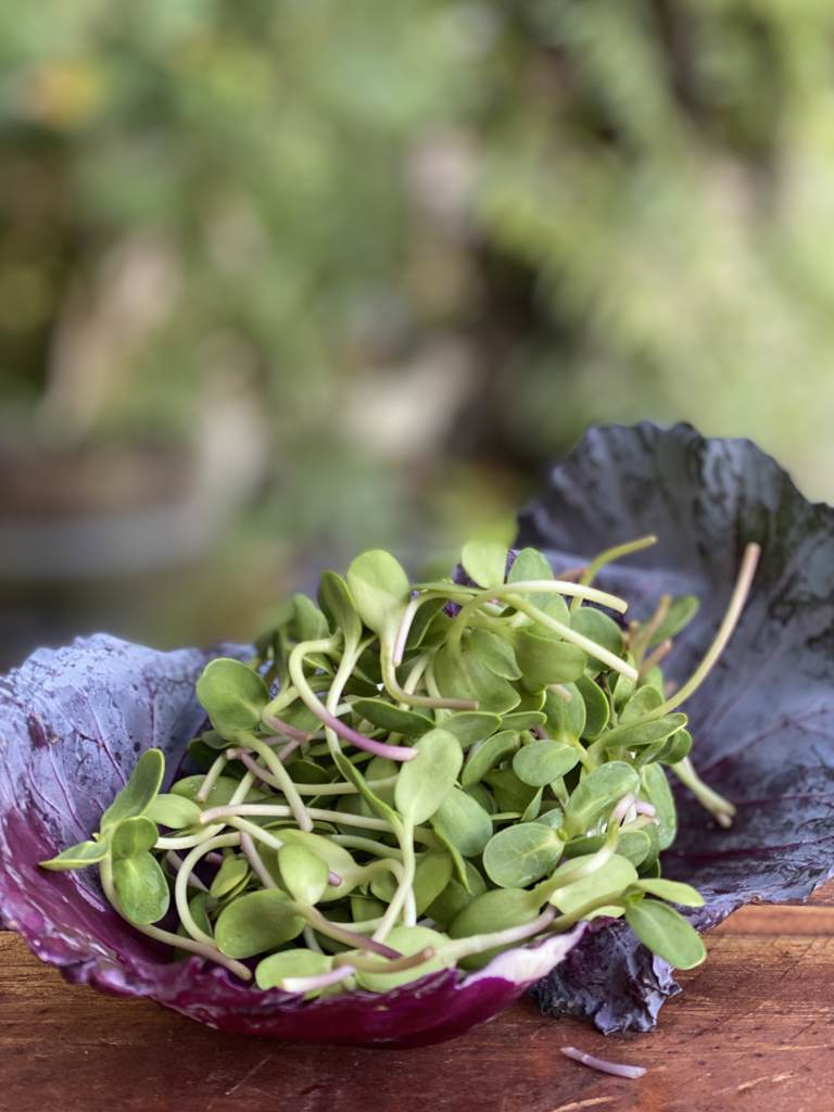 Microgreen Sunflower 100g